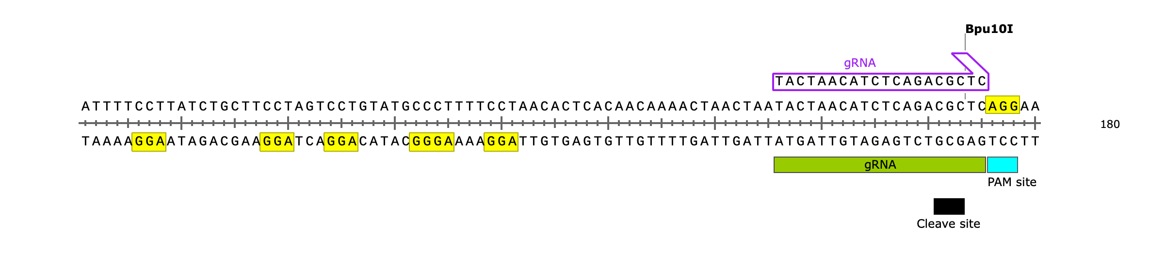 CRISPR:PAMサイトの検索とgRNAの設計9